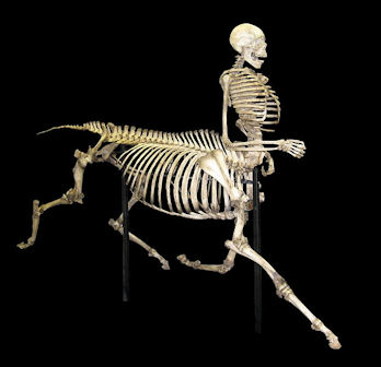 20120219-Centaur_skeleton.jpg