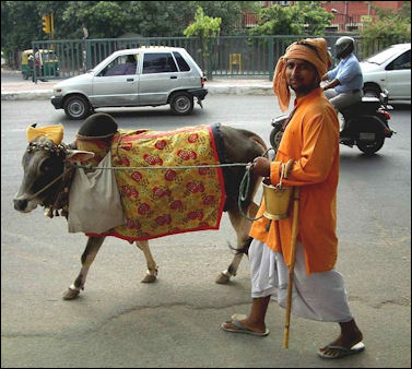 20120501-Cow_on_Delhi_street.jpg