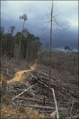 20120512-Deforestation_near_Bukit_Tiga_Puluh_NP.jpg