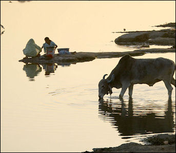 20120513-Women_washing_and_cow_drinking_at_a_river_in_Rajasthan_India.jpg