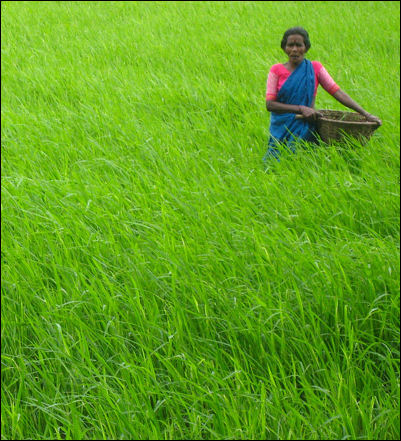GREEN REVOLUTION AND IMPROVING AGRICULTURE IN THE DEVELOPING WORLD | Facts  and Details