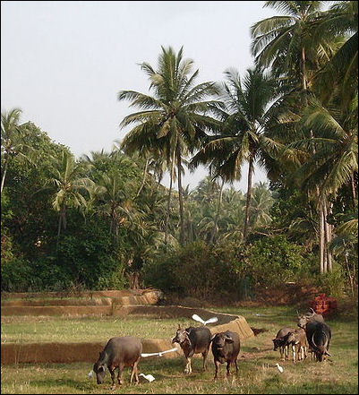 20120515-Farming_area_in_Morjim_Goa.JPG