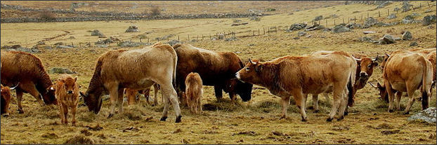20120515-cattle_Bovidae_Aubrac_cattle_19-12-2003.jpg