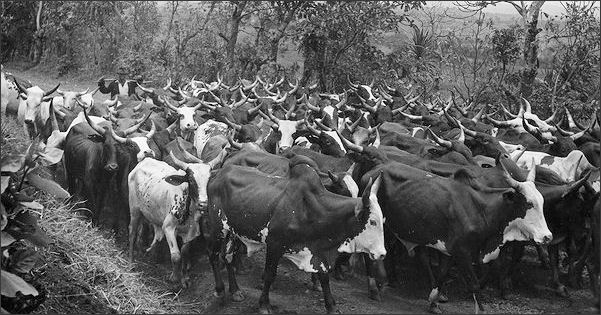 20120515-cattle_Cameroon.jpg