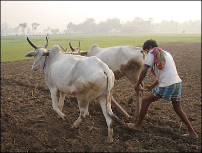20120515-cattle_in_West_Bengal.jpg