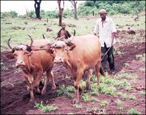 20120515-cattle_traditional_farming_Guinea.jpg
