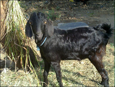 20120515-goat-_in_tamilnadu.jpg