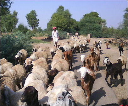 20120515-goats_rabari_with_his_cattles.jpg