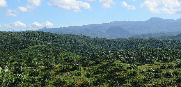 20120515-palm_plantation_in_Cigudeg-03.jpg