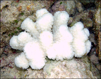 20120516-Bleached_coral.jpg