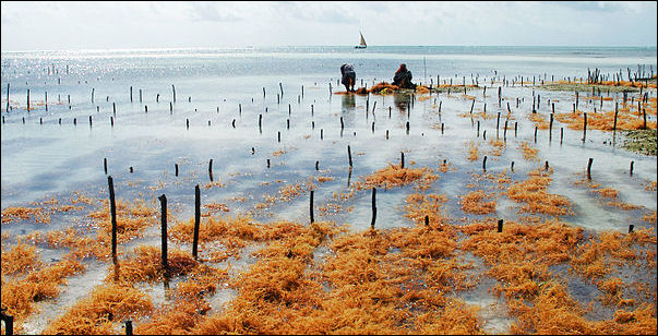 20120516-Seaweed_farm_uroa_zanzibar.jpg