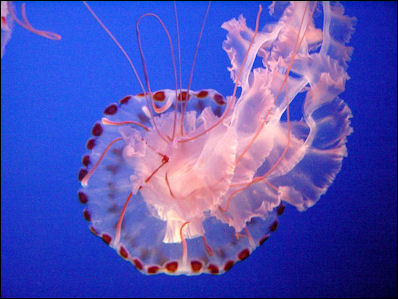 20120516-jellyfishSea_Nettle_Jelly_134.jpg