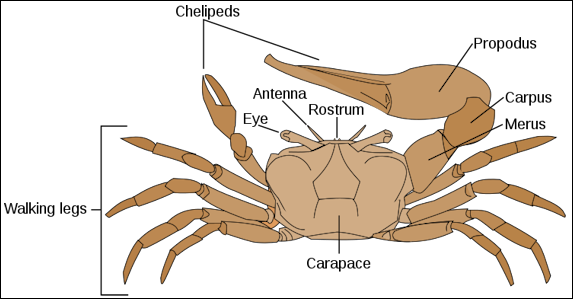 20120517-750px-Fiddler_crab_anatomy-en.svg.png