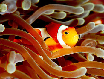 20120517-790px-Clownfish_(Amphiprion_ocellaris).jpg