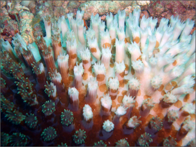 20120517-800px-Bleached_Coral.png