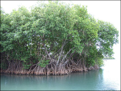 20120517-800px-Mangroves_in_Puerto_Rico.jpg