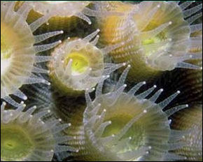 20120517-Coral_polyps_in_symbiosis_with_unicellular_dinoflagellates.jpg