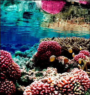 20120517-Coral_reef_at_palmyra.jpg