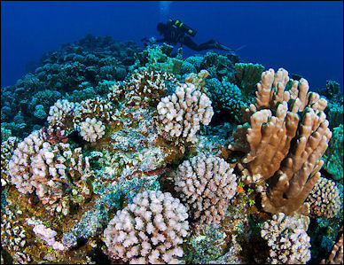 CORAL: POLYPS, ALGAE, EGGS, MASS SPAWNS AND TYPES | Facts and Details