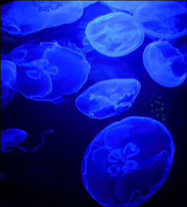 20120517-Jellyfish02.jpg