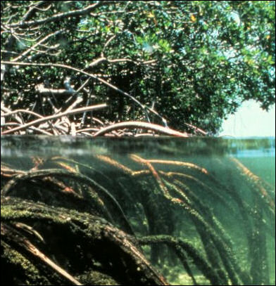 MANGROVES AND THE PLANTS AND ANIMALS THAT LIVE THERE | Facts and Details