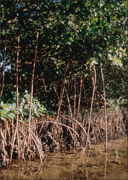 MANGROVES AND THE PLANTS AND ANIMALS THAT LIVE THERE | Facts and Details