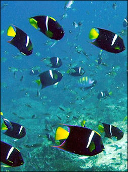 20120517-Reef_Fish_at_Lighthouse_site.jpg