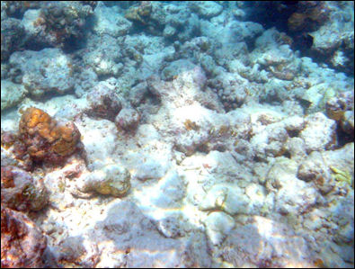 20120517-bleached_corals.jpg