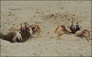 20120517-crabsCommon_Ghost_Crabs.jpg