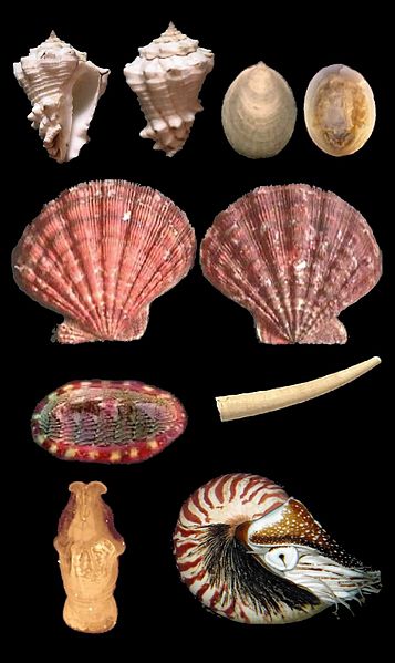 20120518-357px-Mollusca.jpg