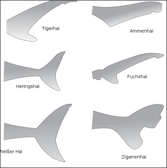 Download Sharks Their History Characteristics Senses Behavior Feeding And Sex Facts And Details