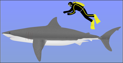 20120518-625px-Carcharodon_carcharias.svg.png