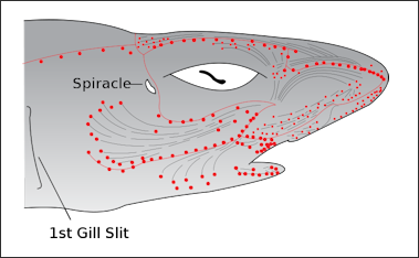 20120518-800px-Electroreceptors_in_a_sharks_head.svg.png