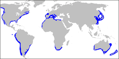 20120518-Carcharodon_carcharias_distmap.png