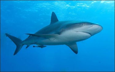 20120518-Carribbean_reef_shark.jpg