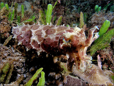 20120518-Cuttlefish(Reef_cuttlefish_-_East_Timor).jpg