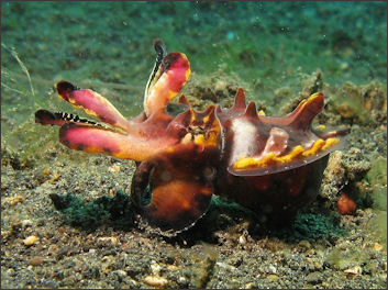 20120518-Cuttlefish-Flamboyant_Cuttlefish.jpg