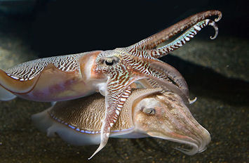 20120518-CuttlefishGeorgia-Aquarium-Cuttlefish-RZ.jpg