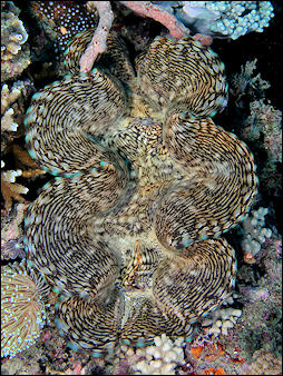 20120518-Giant_clam.jpg