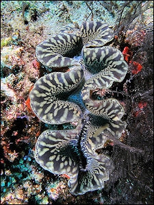 20120518-Giant_clam_black&white_komodo.jpg