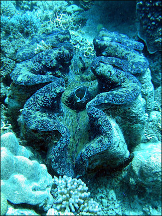 20120518-Giant_clam_or_Tridacna_gigas.jpg