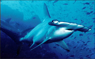 20120518-Hammerhead_shark_Cocos_Island_Costa_Rica.jpg