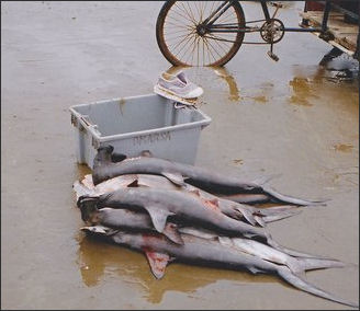 20120518-Hammerhead_sharks_in_a_coastal_village_caught_in_Equador_at_sea.jpg