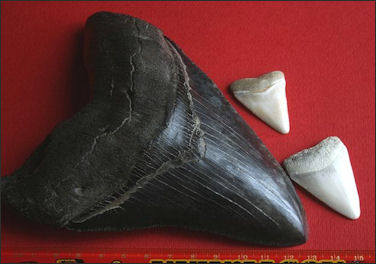 20120518-Megalodon_tooth_with_great_white_sharks_teeth.jpg