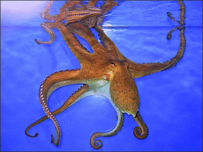 20120518-Octopus_vulgaris_02.JPG
