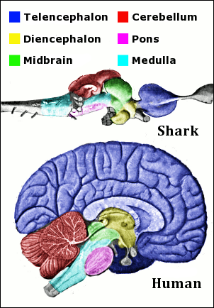 20120518-Vertebrate-brain-regions_small.png