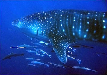 20120518-Whale_Shark_Ningaloo.jpg