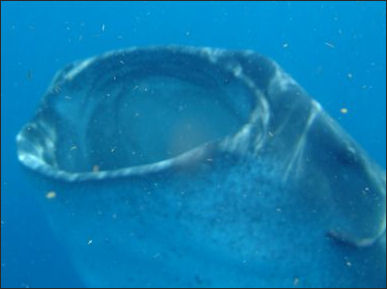 20120518-Whale_shark_eating_plankton.JPG