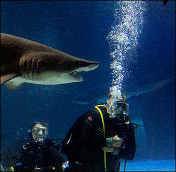 20120518-_swimming_with_the_sharks.jpg