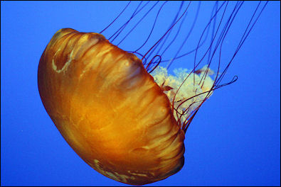 20120518-jellyfishJelly_Monterey.jpg